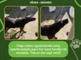 Pretinha