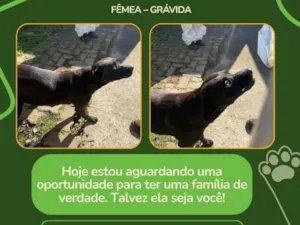 Cachorro raça SRD-ViraLata idade 2 a 6 meses nome Pretinha
