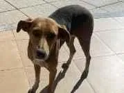 Cachorro raça SRD-ViraLata idade 2 a 6 meses nome Gisele