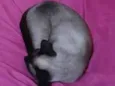 Zoe