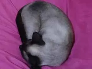 Gato raça Siamês idade 2 a 6 meses nome Zoe