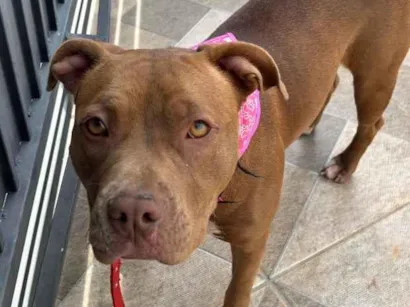 Cachorro raça Pit-Bull idade 2 anos nome Maya