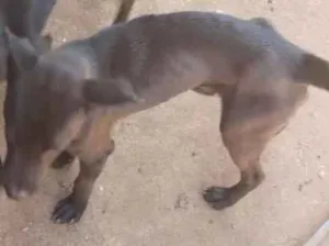 Cachorro raça SRD-ViraLata idade 7 a 11 meses nome bradoque 