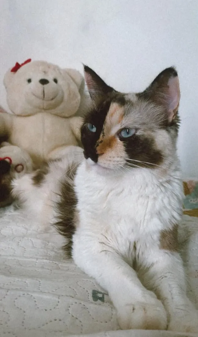 Gato raça SRD-ViraLata idade 2 a 6 meses nome Pérola & Thor