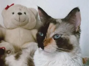 Gato raça SRD-ViraLata idade 2 a 6 meses nome Pérola & Thor