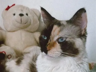 Gato raça SRD-ViraLata idade 2 a 6 meses nome Pérola & Thor
