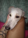 Maya