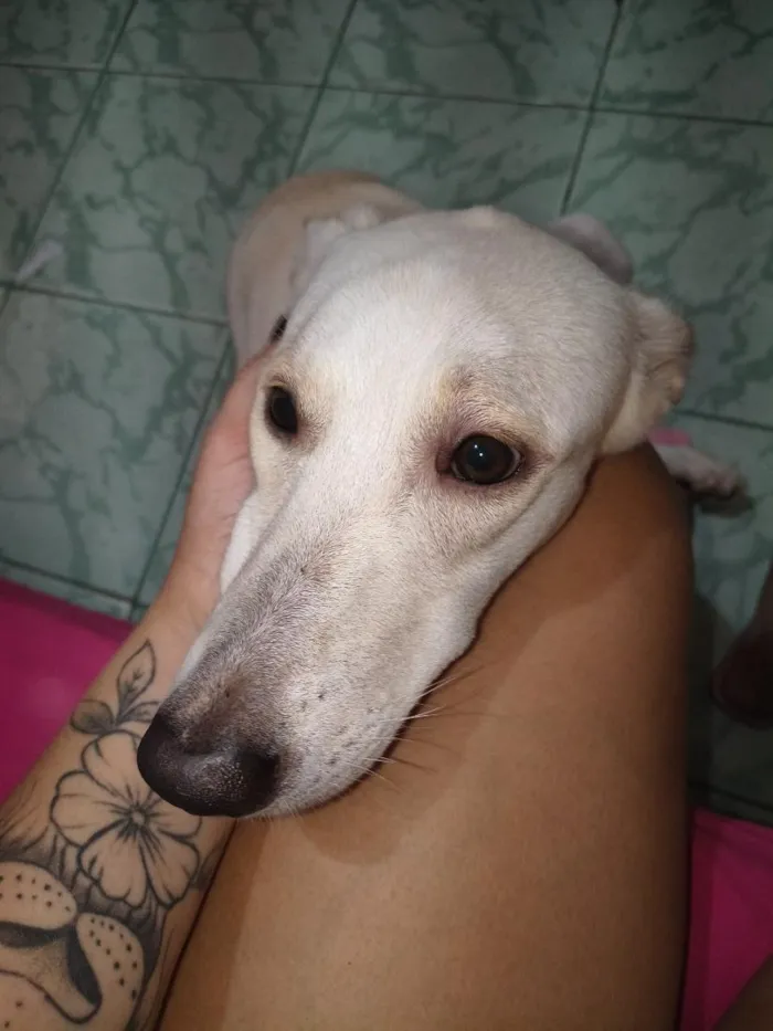 Cachorro raça SRD-ViraLata idade 1 ano nome Maya