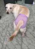 Maya