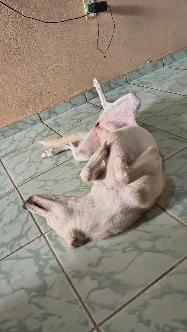 Cachorro raça SRD-ViraLata idade 1 ano nome Maya