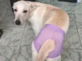 Maya