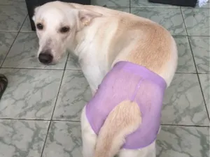 Cachorro raça SRD-ViraLata idade 1 ano nome Maya