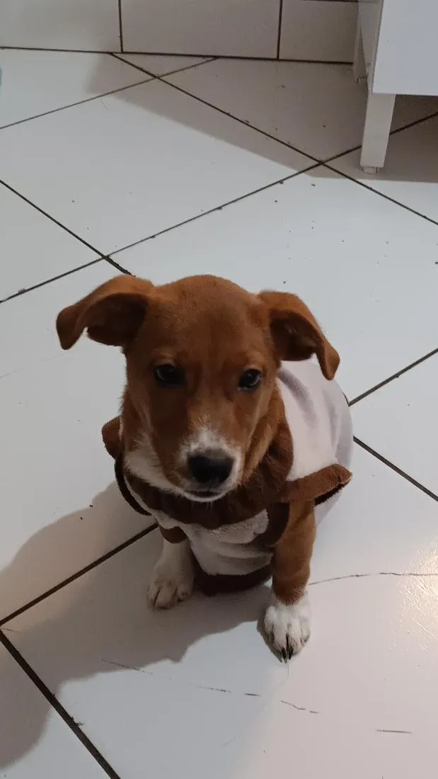 Cachorro raça SRD-ViraLata idade 7 a 11 meses nome sami