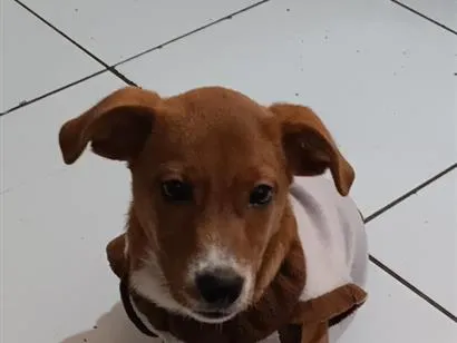 Cachorro raça SRD-ViraLata idade 7 a 11 meses nome sami