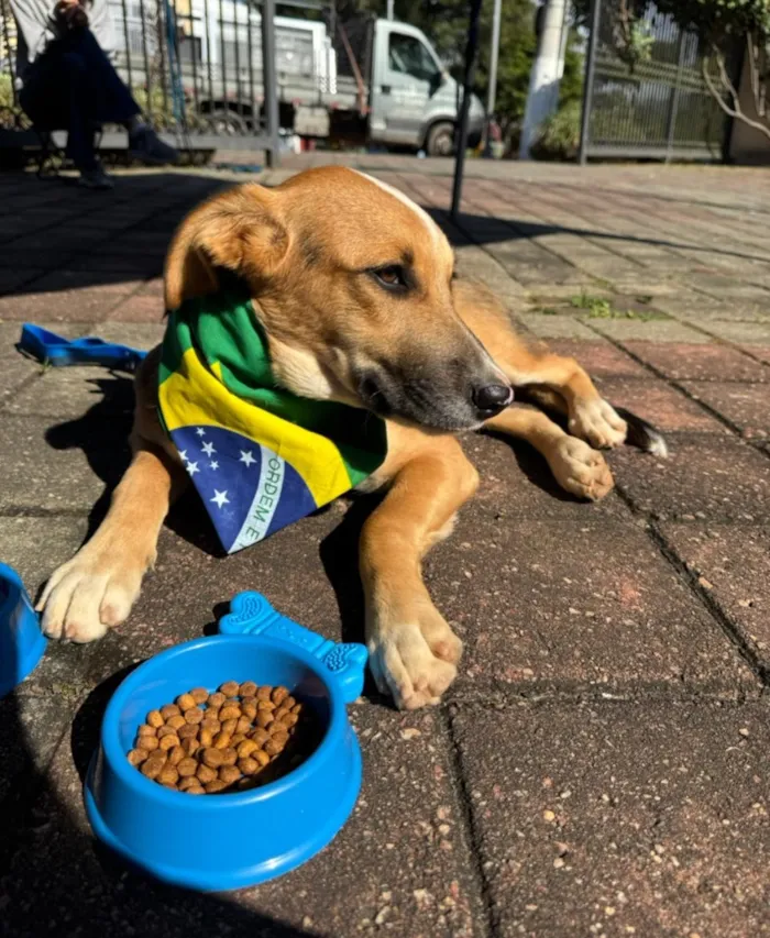 Cachorro raça SRD-ViraLata idade 7 a 11 meses nome Nero