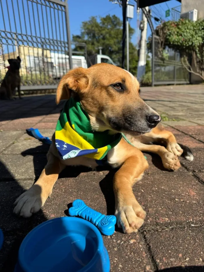 Cachorro raça SRD-ViraLata idade 7 a 11 meses nome Nero