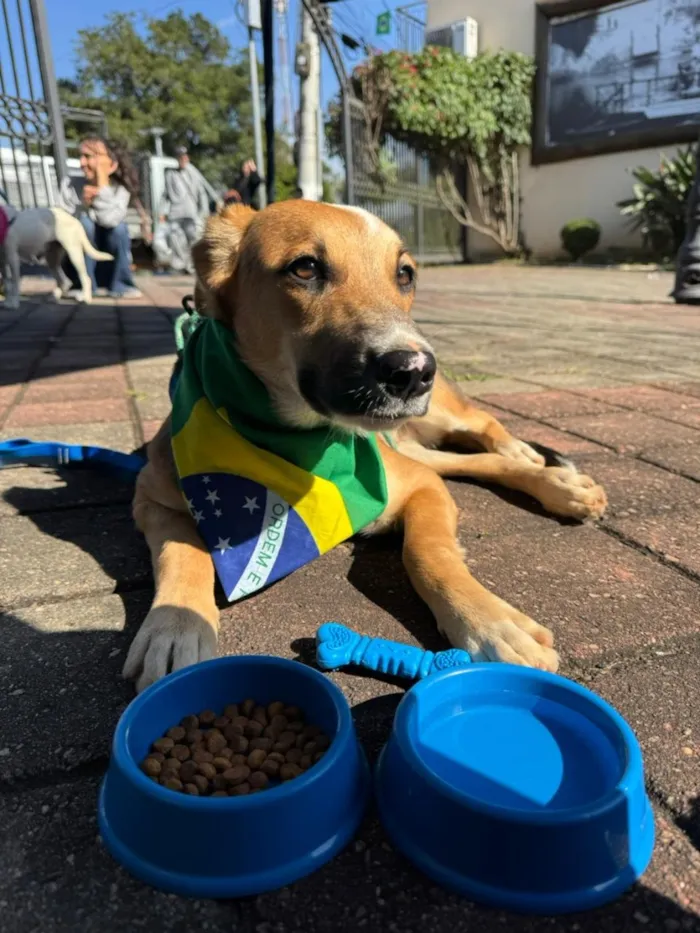 Cachorro raça SRD-ViraLata idade 7 a 11 meses nome Nero