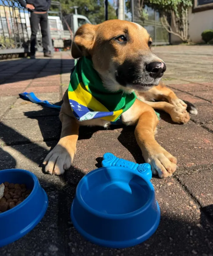 Cachorro raça SRD-ViraLata idade 7 a 11 meses nome Nero