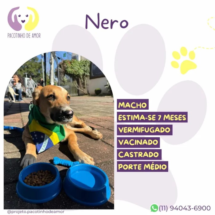 Cachorro raça SRD-ViraLata idade 7 a 11 meses nome Nero