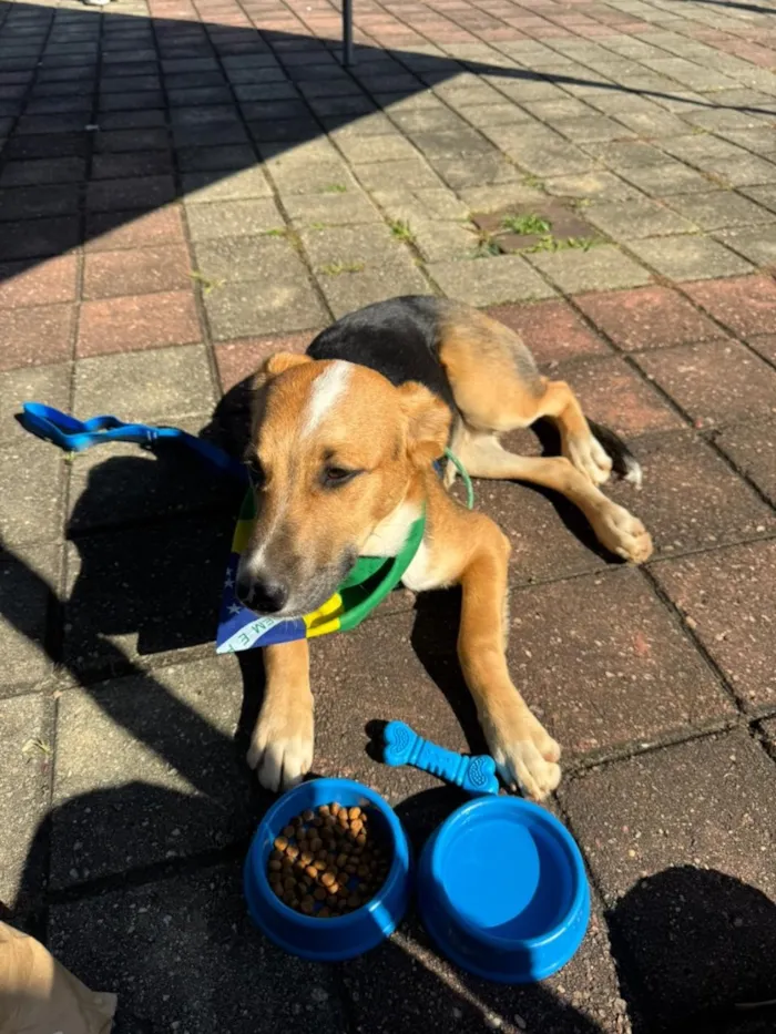 Cachorro raça SRD-ViraLata idade 7 a 11 meses nome Nero