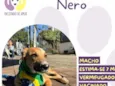 Nero