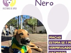 Cachorro raça SRD-ViraLata idade 7 a 11 meses nome Nero