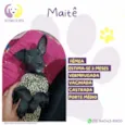 Maitê