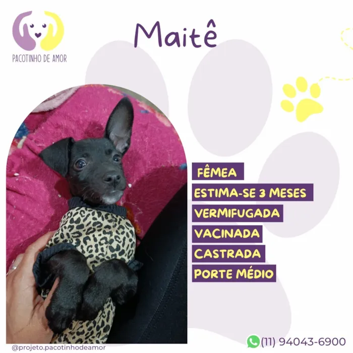 Cachorro raça SRD-ViraLata idade 2 a 6 meses nome Maitê