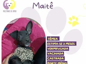 Cachorro raça SRD-ViraLata idade 2 a 6 meses nome Maitê