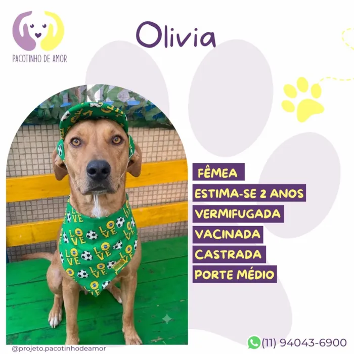 Cachorro raça SRD-ViraLata idade 2 anos nome Olivia