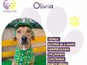 Cachorro raça SRD-ViraLata idade 2 anos nome Olivia