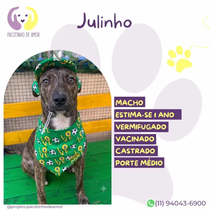 Cachorro raça SRD-ViraLata idade 1 ano nome Julinho