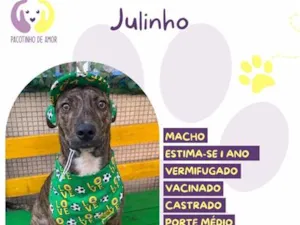 Cachorro raça SRD-ViraLata idade 1 ano nome Julinho