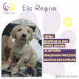 Elis Regina