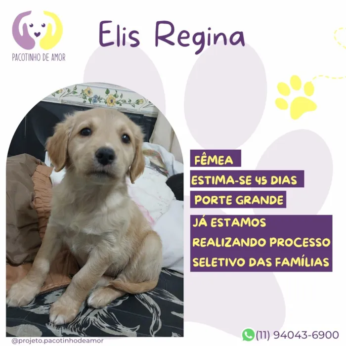 Cachorro raça SRD-ViraLata idade Abaixo de 2 meses nome Elis Regina