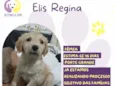 Elis Regina