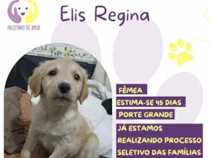 Cachorro raça SRD-ViraLata idade Abaixo de 2 meses nome Elis Regina