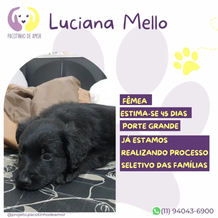 Cachorro raça SRD-ViraLata idade Abaixo de 2 meses nome Luciana Mello