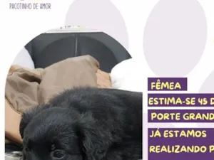 Cachorro raça SRD-ViraLata idade Abaixo de 2 meses nome Luciana Mello