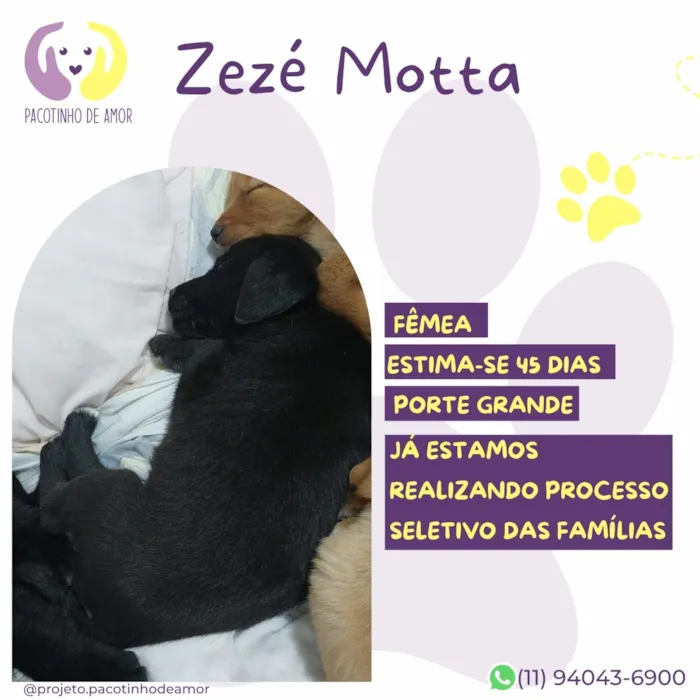 Cachorro raça SRD-ViraLata idade Abaixo de 2 meses nome Zezé Motta