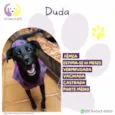 Duda