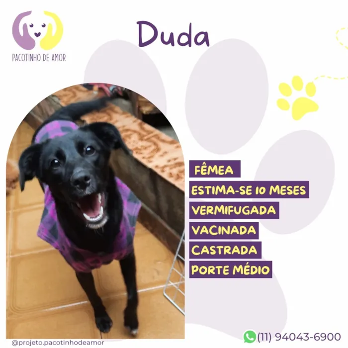 Cachorro raça SRD-ViraLata idade 7 a 11 meses nome Duda