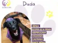 Duda