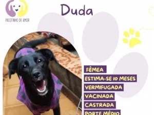 Cachorro raça SRD-ViraLata idade 7 a 11 meses nome Duda