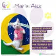 Maria Alice