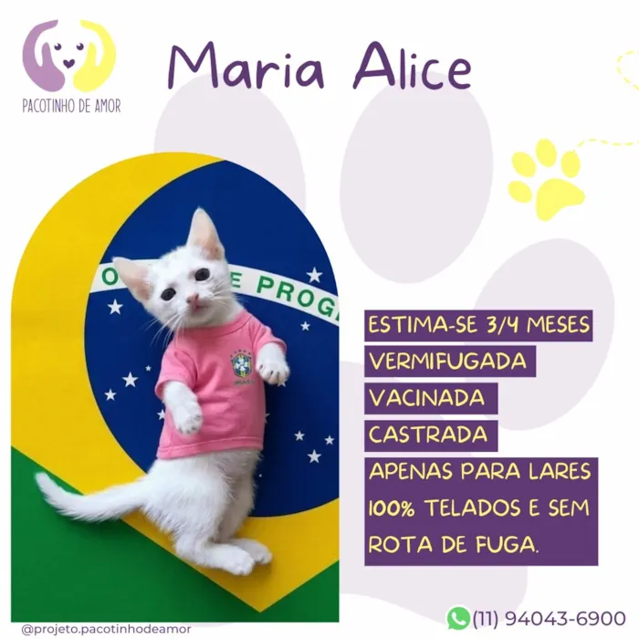 Gato raça SRD-ViraLata idade 2 a 6 meses nome Maria Alice