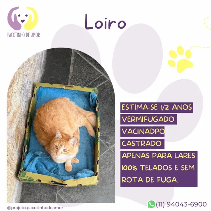 Gato raça SRD-ViraLata idade 1 ano nome Loiro