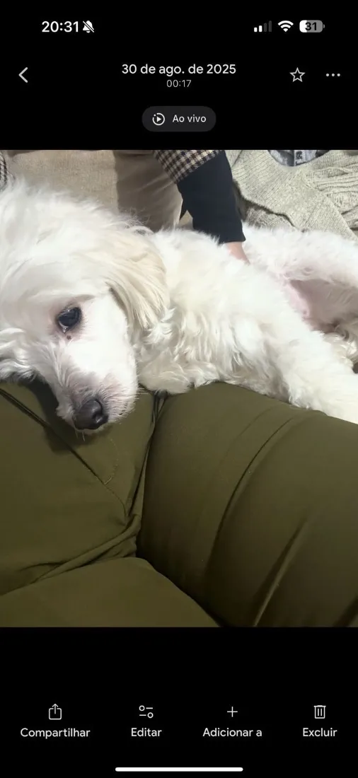 Cachorro raça SRD-ViraLata idade 1 ano nome Branca 