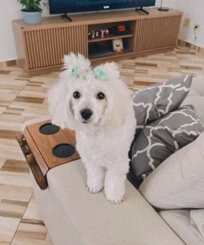 Cachorro raça SRD-ViraLata idade 1 ano nome Branca 