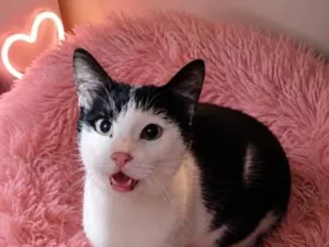 Gato raça SRD-ViraLata idade 2 anos nome Sansa 